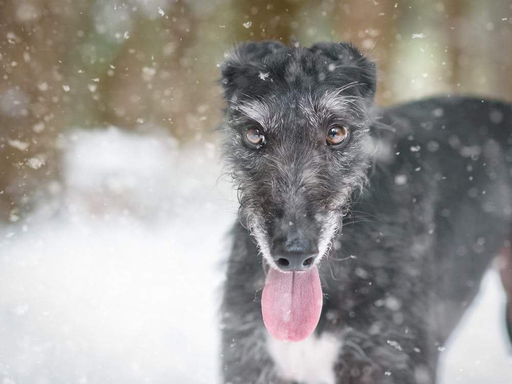 The Best Lens for Dog Photography 2020 Berkshire Dog Photographer