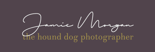 Dog Photoshoot | Fine Art Dog Photography Surrey