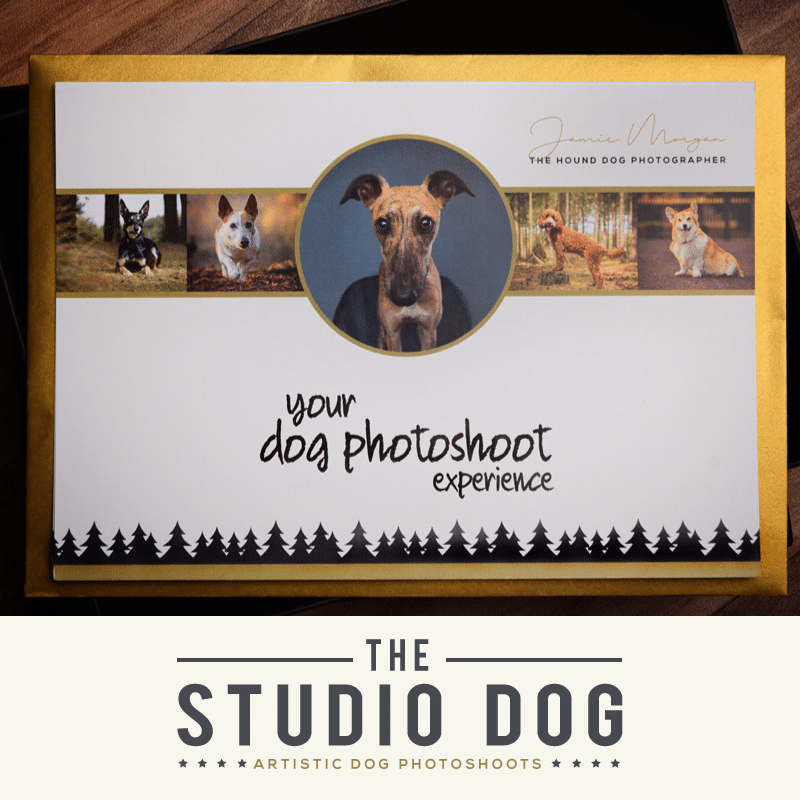 Studio Dog Photoshoot Experience