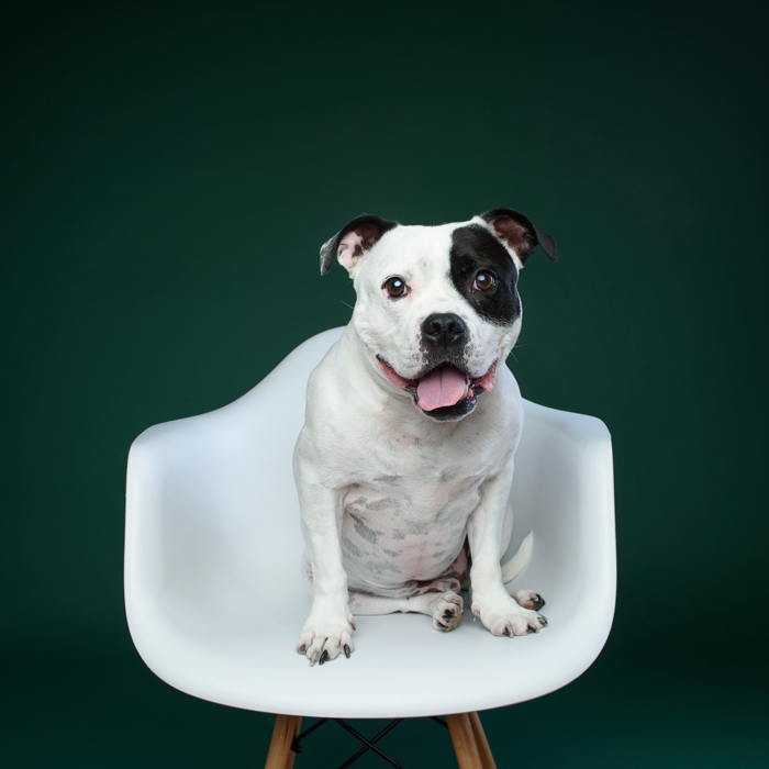 Studio Dog Photoshoot Experience & Glass Frame
