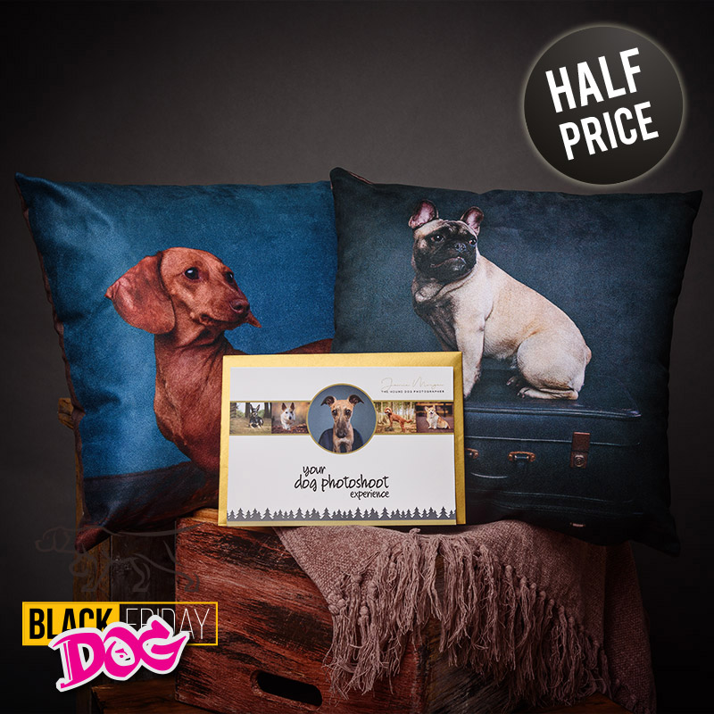 Cushion & Studio Dog Photoshoot Experience